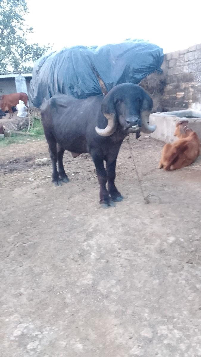 થંબનેલ 2