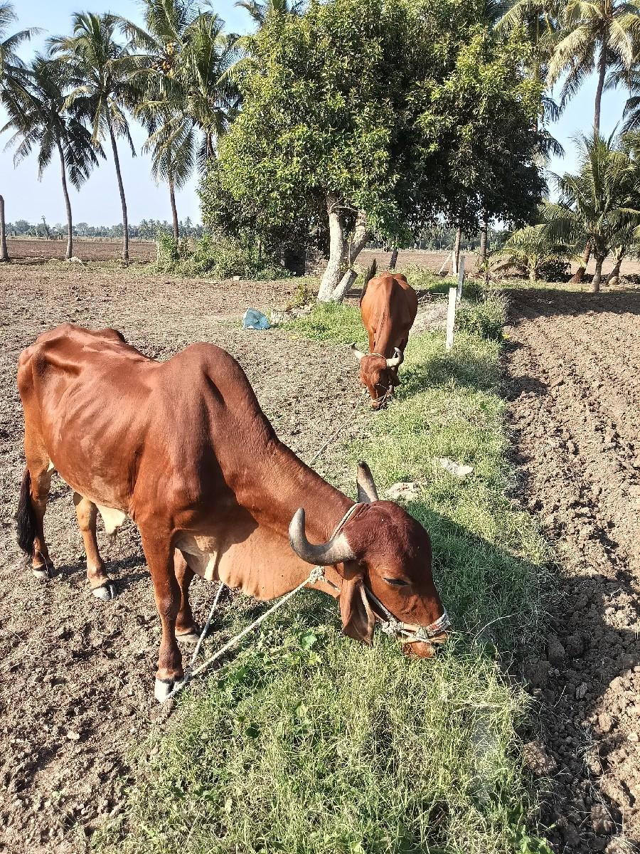 થંબનેલ 2