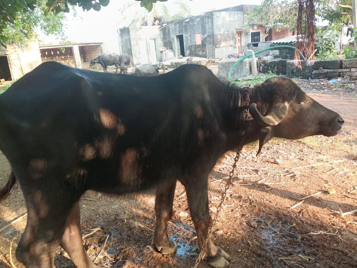 ખળેલુંવેચવાનો છે