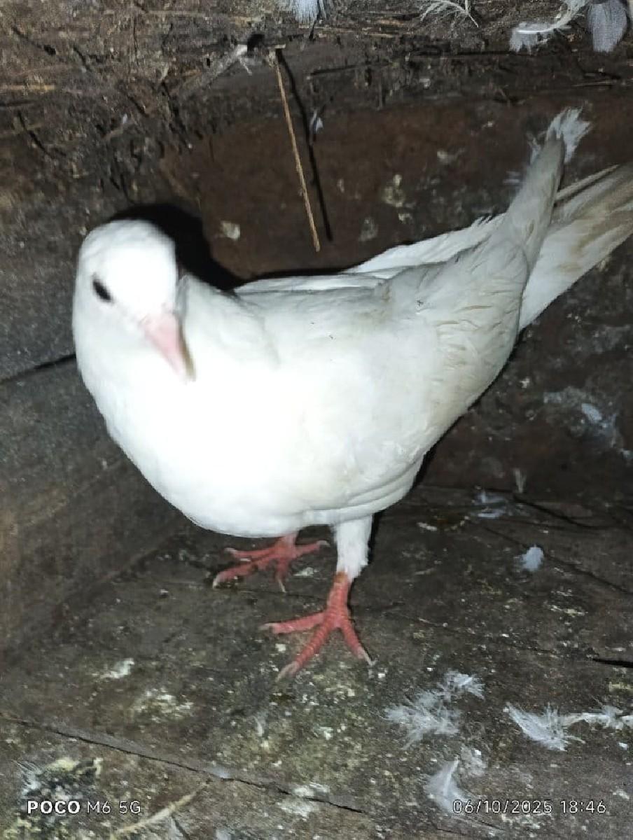 થંબનેલ 2