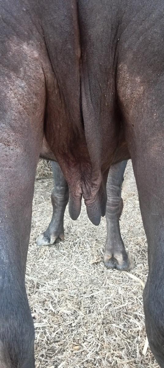 બીજા વેતરની.ખડેલી.છે