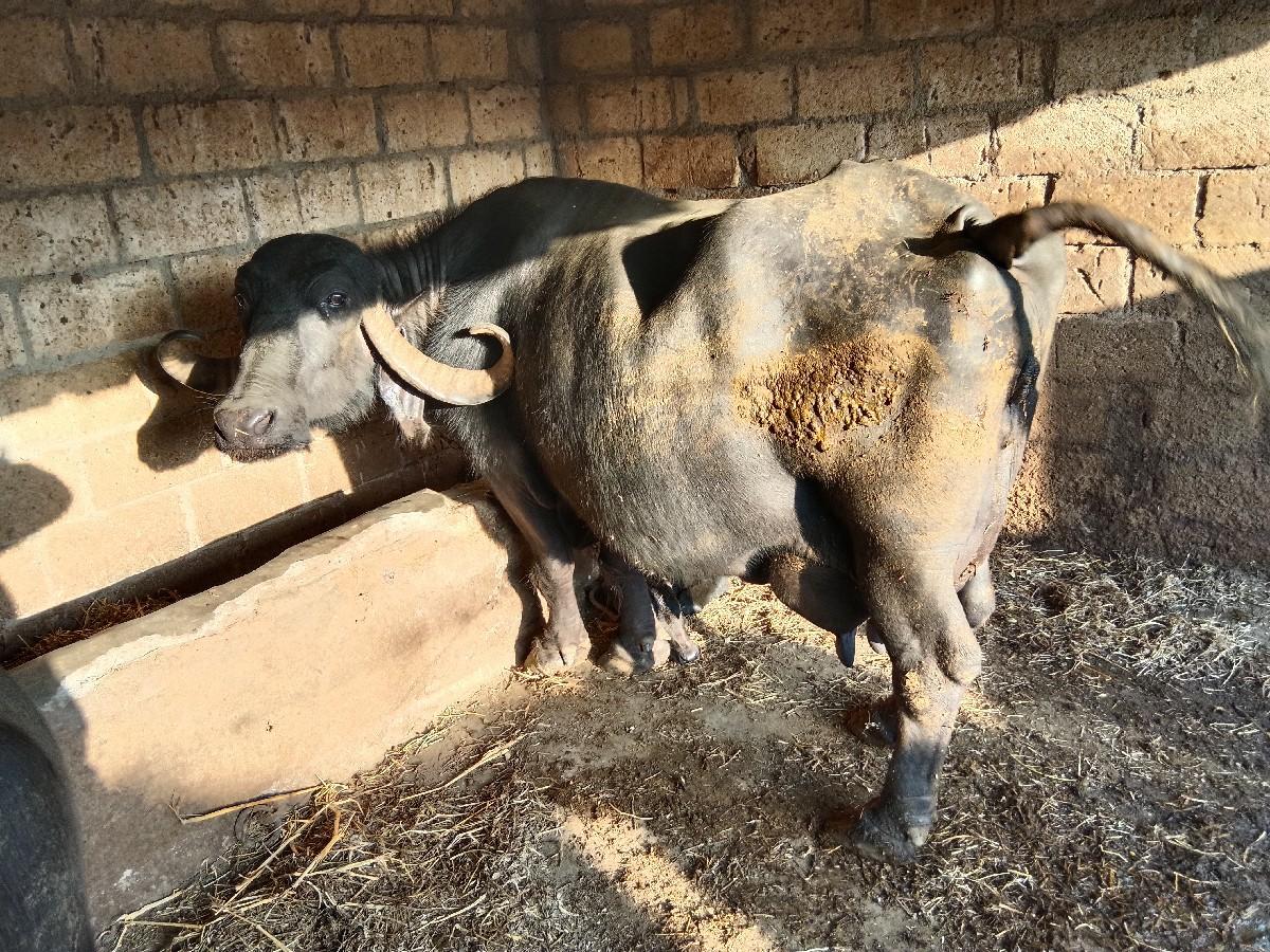 થંબનેલ 2