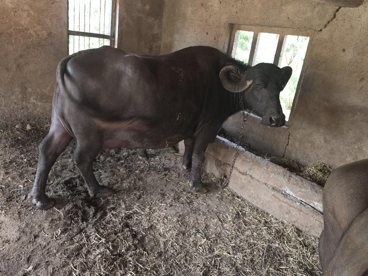 થંબનેલ 2