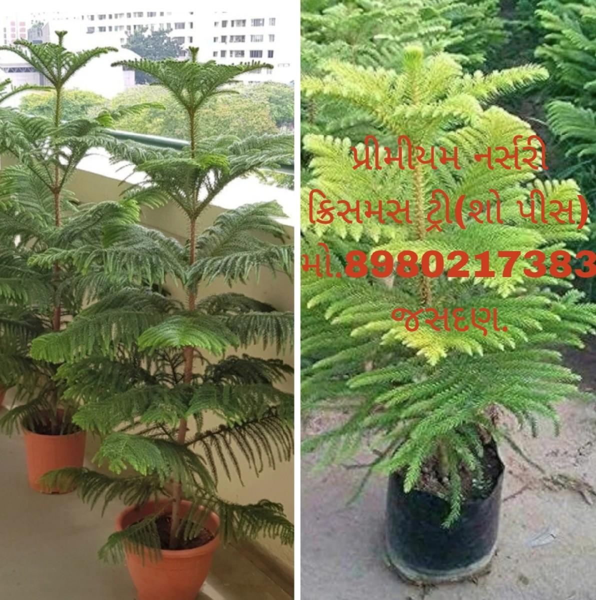 ઓલ બાગાયતી રોપા કલમી ખાતરી પૂર્વ