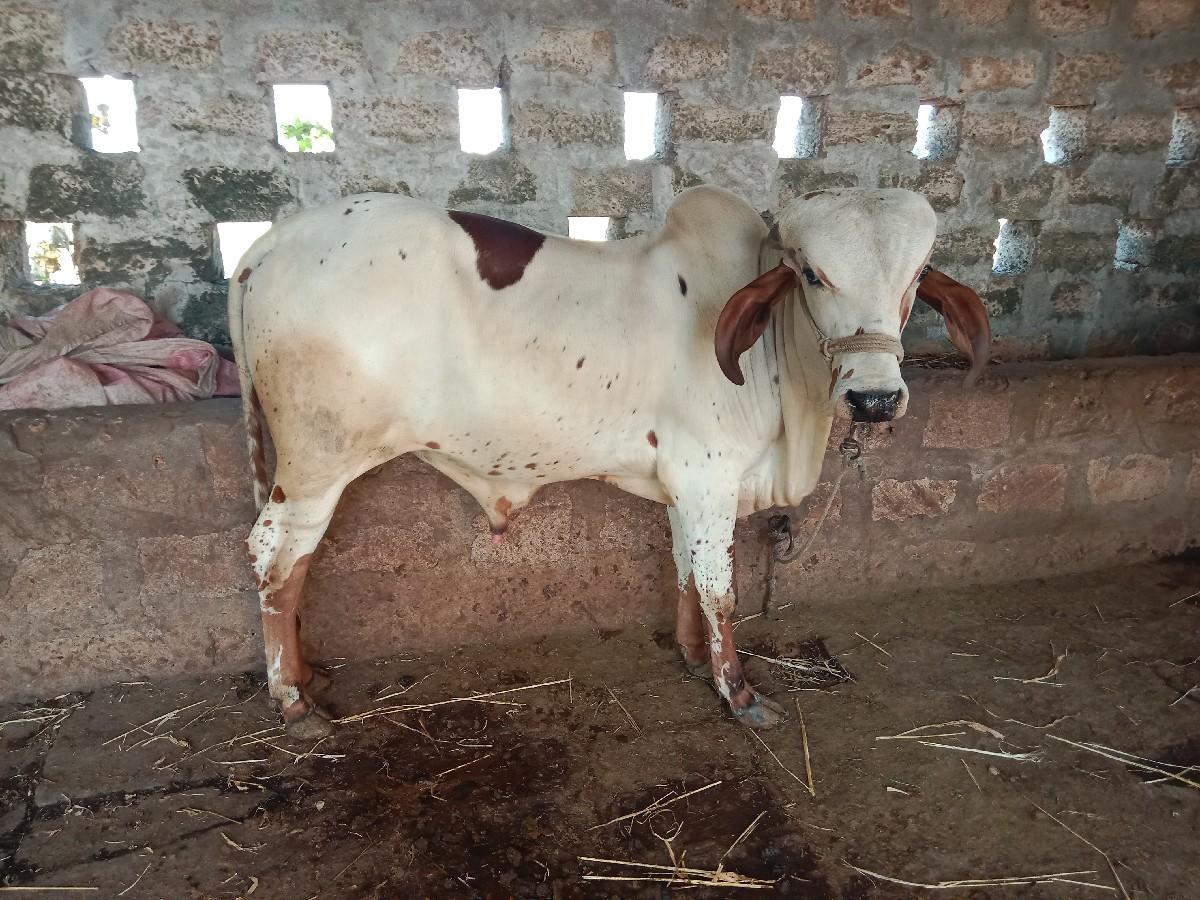 થંબનેલ 2