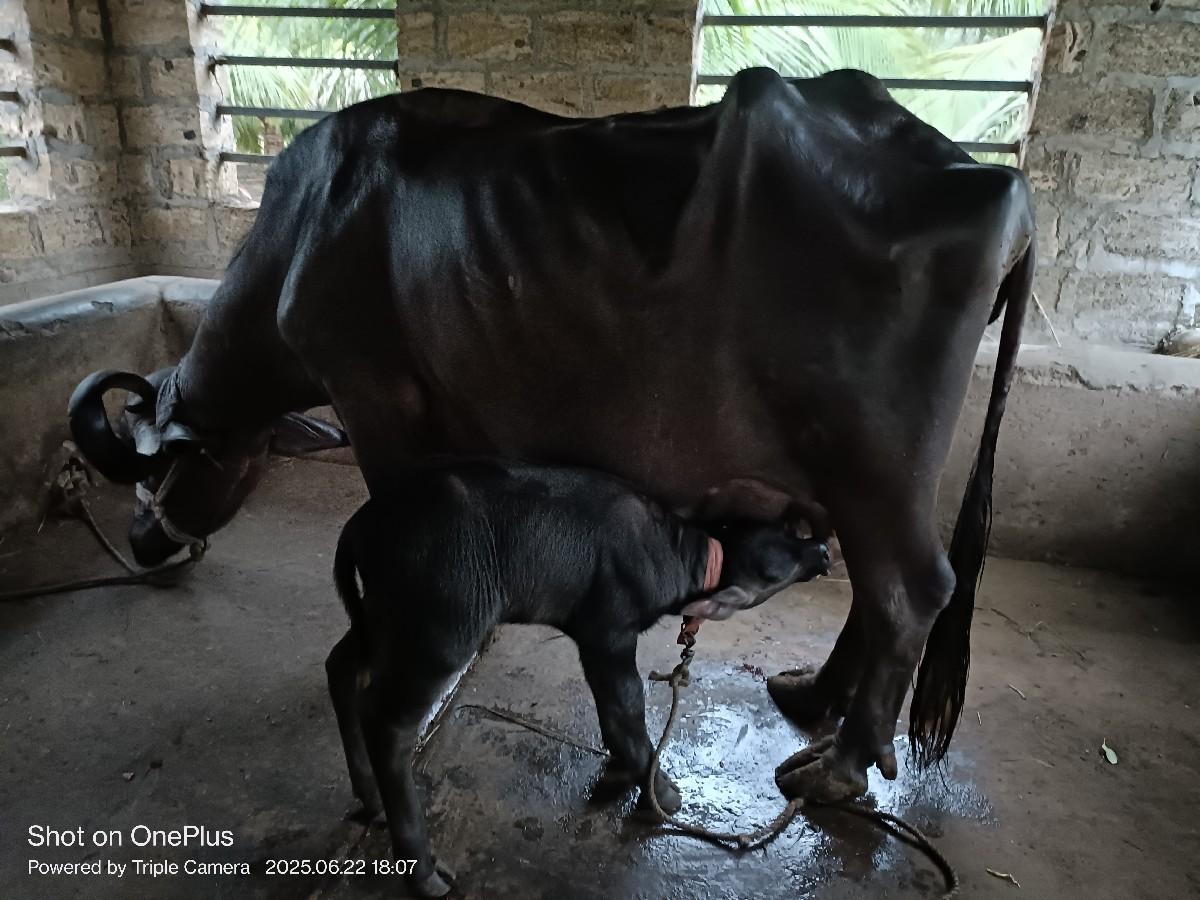 ભેંશ વેચવાની છે