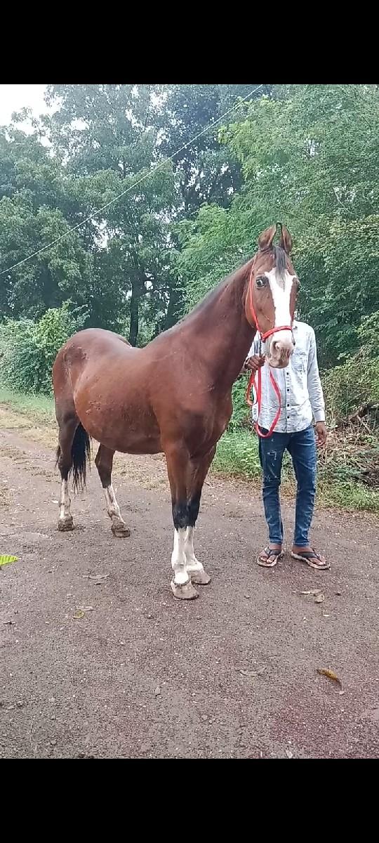 થંબનેલ 2