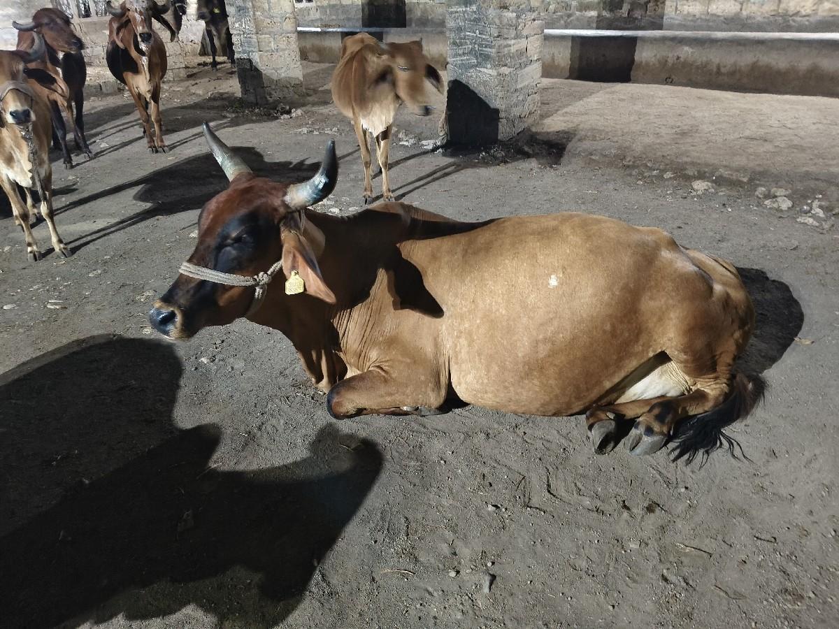 થંબનેલ 2