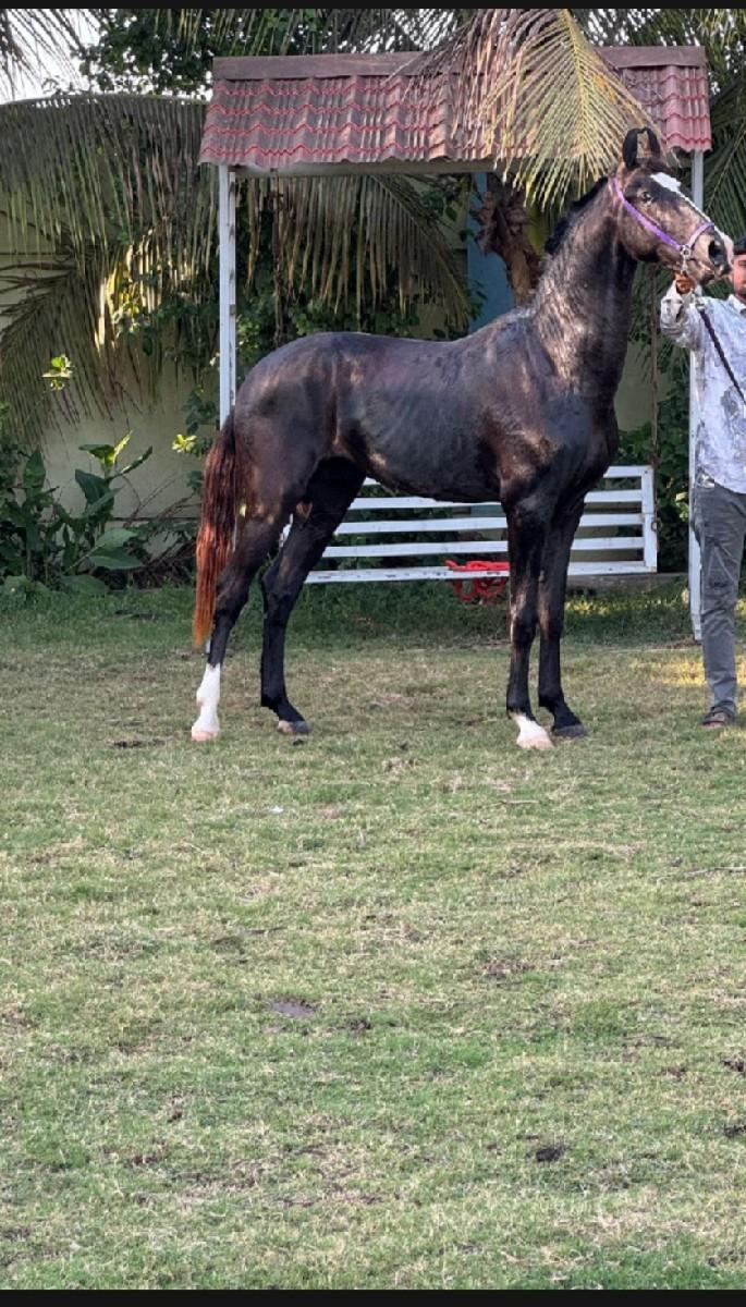 થંબનેલ 2