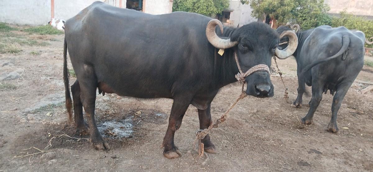 થંબનેલ 2