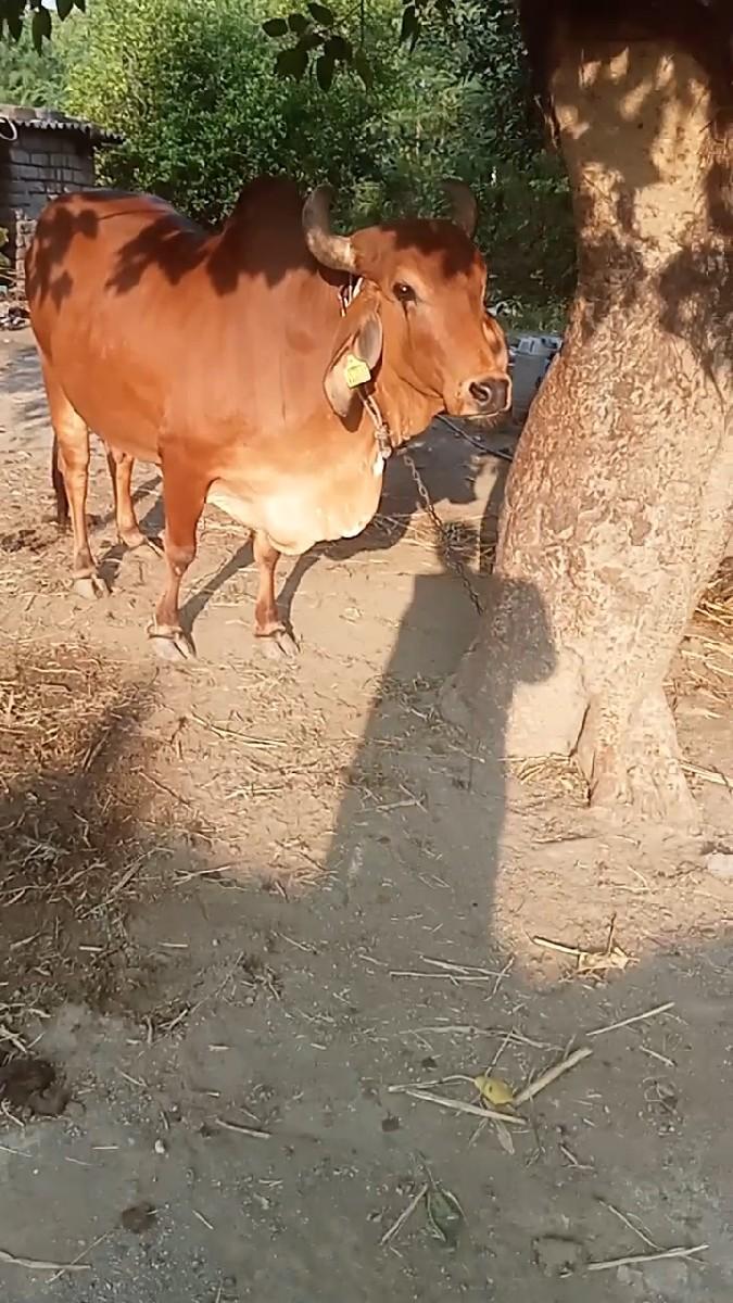 થંબનેલ 2