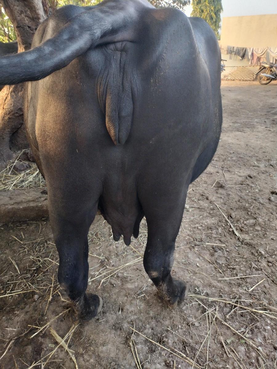 3જુ વેતર