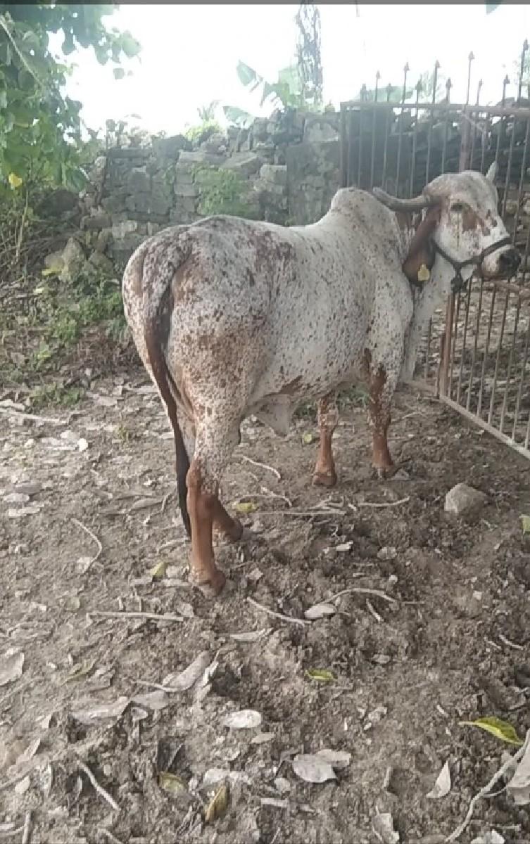 થંબનેલ 2