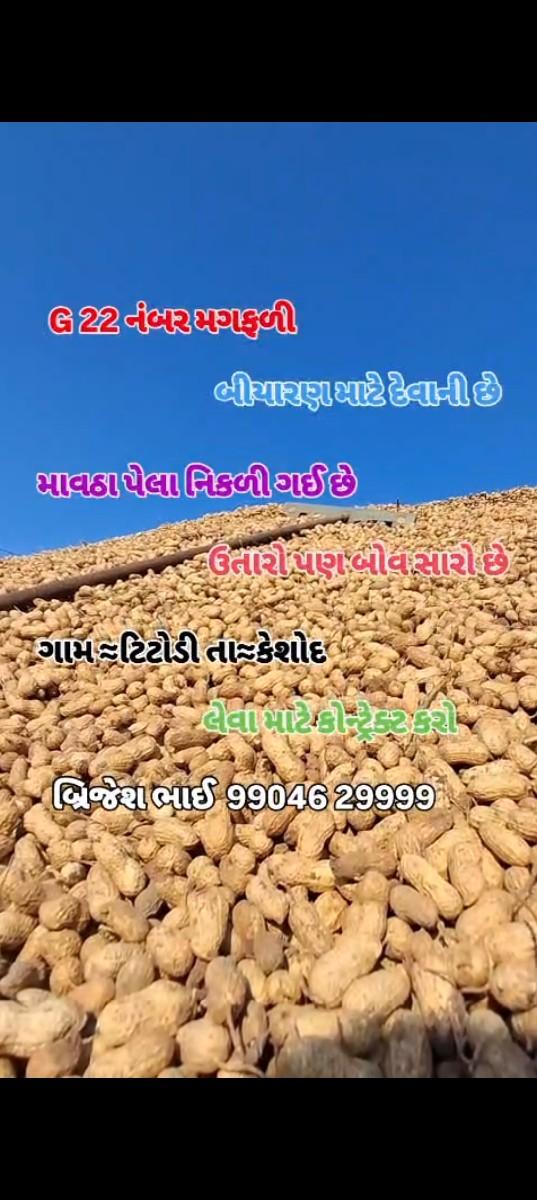 22 નંબર મગફળી વેચવાની છે