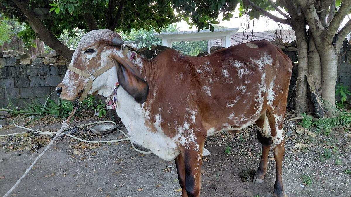 થંબનેલ 2