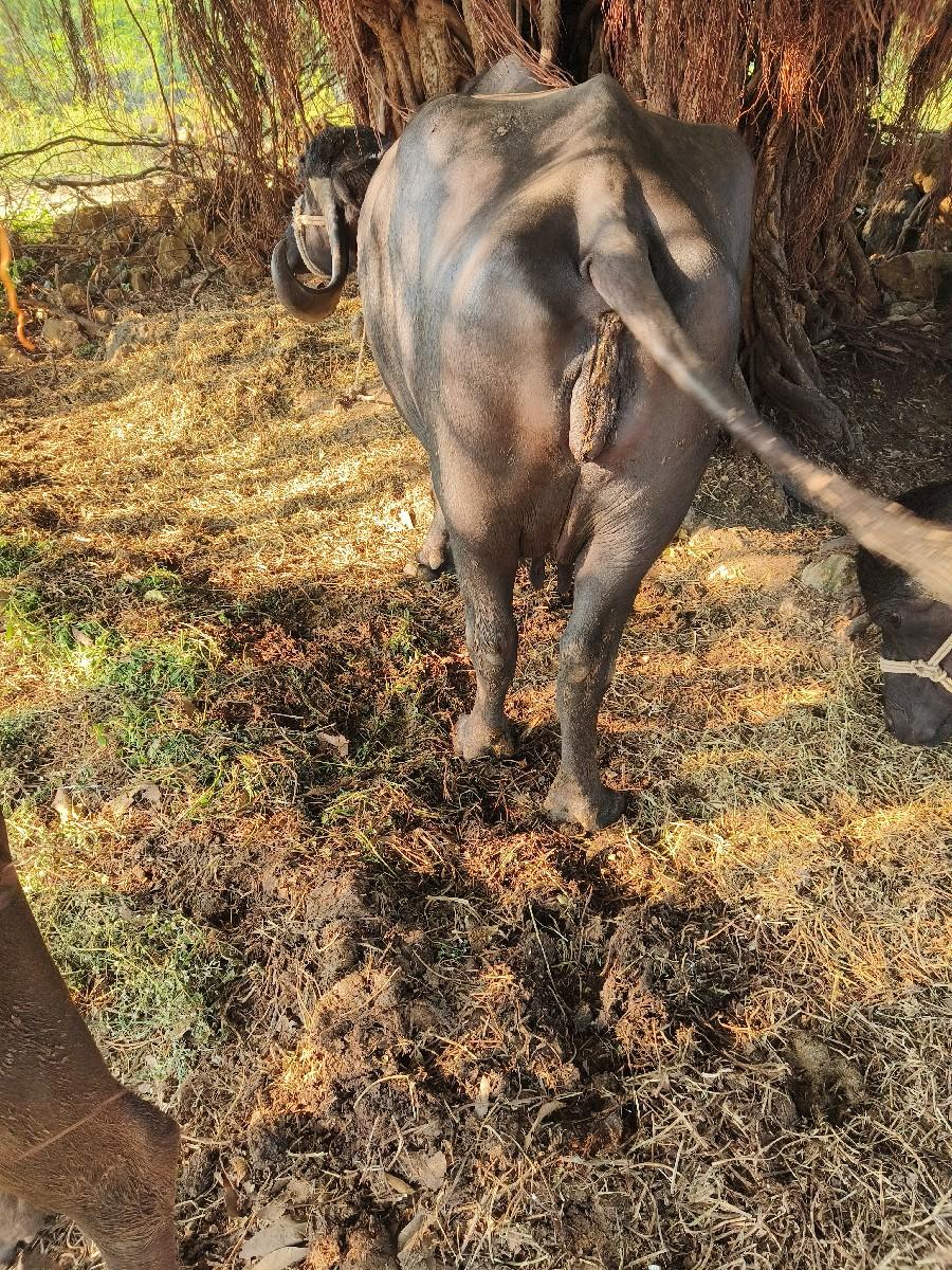 થંબનેલ 3