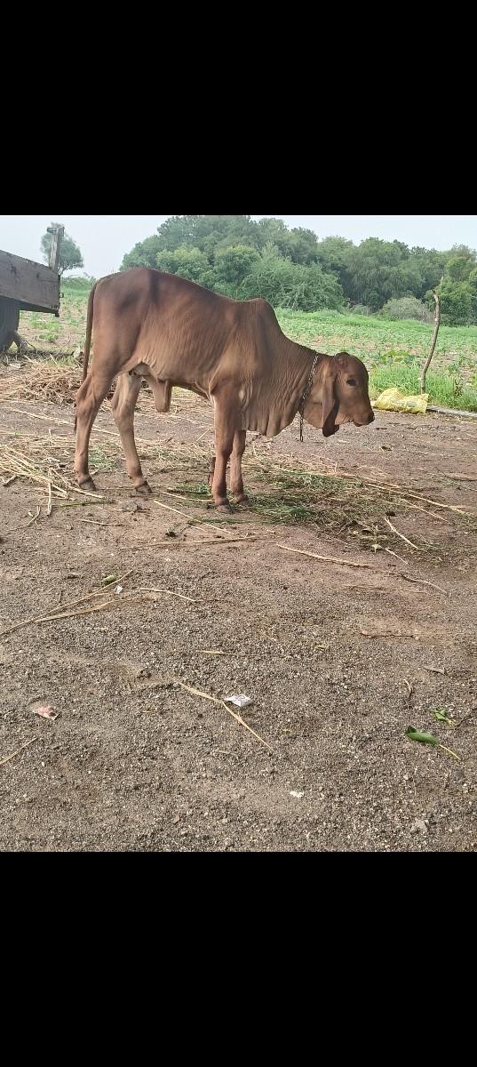 થંબનેલ 2