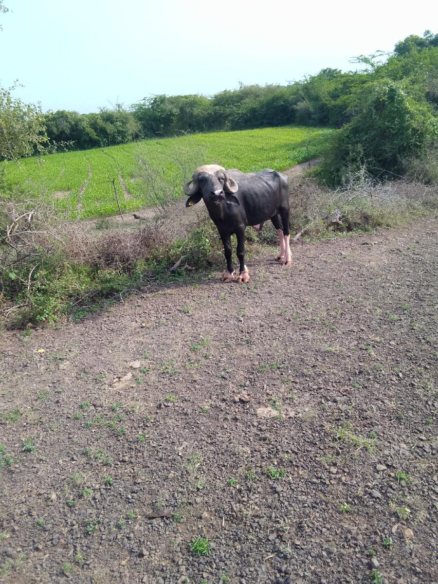 થંબનેલ 3