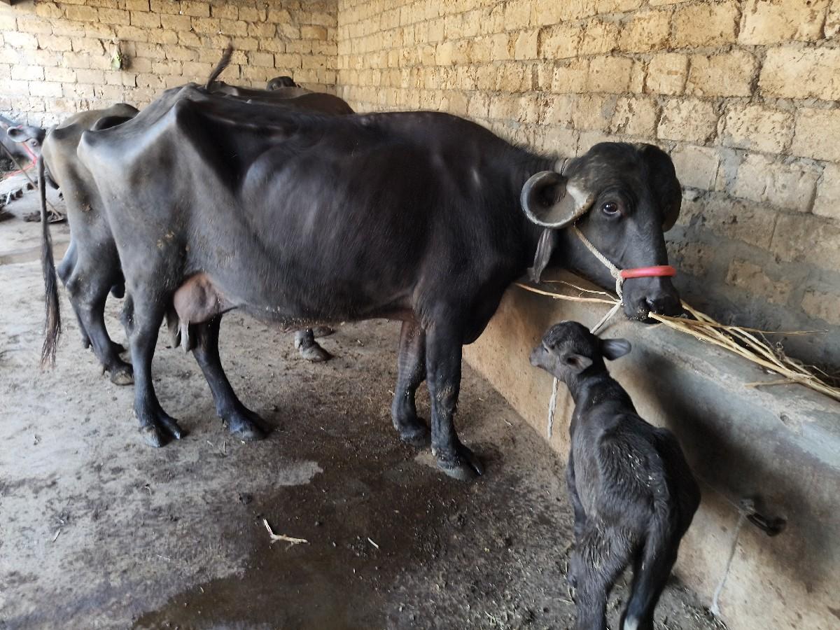 થંબનેલ 2