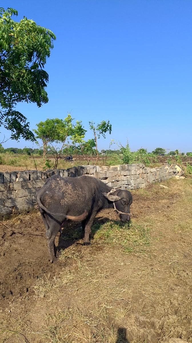 થંબનેલ 3