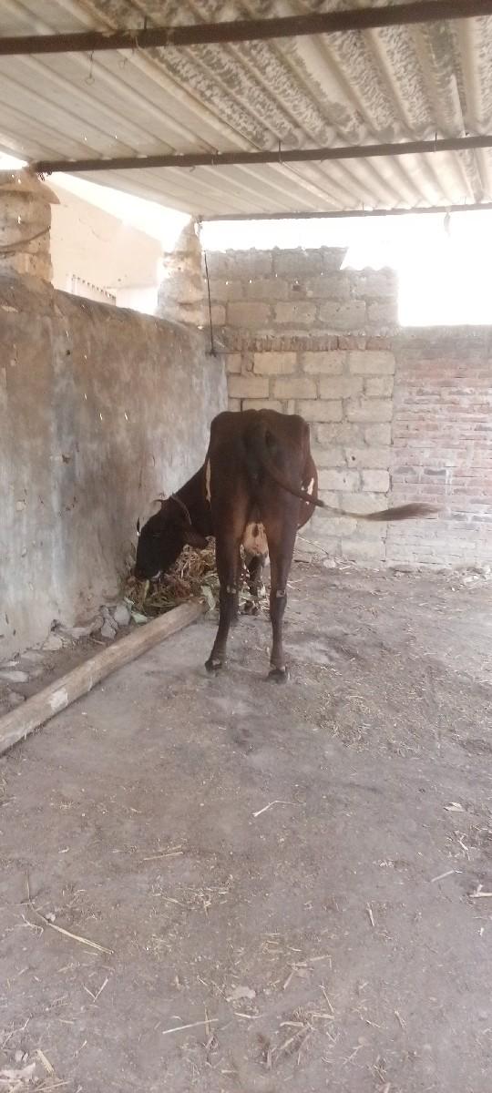 થંબનેલ 2