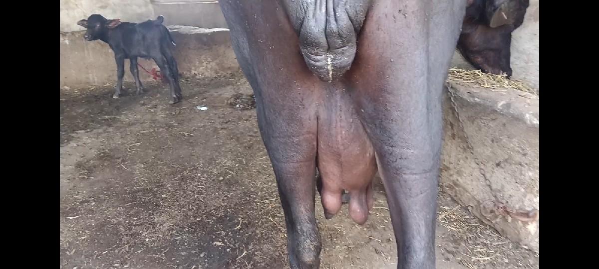 થંબનેલ 2