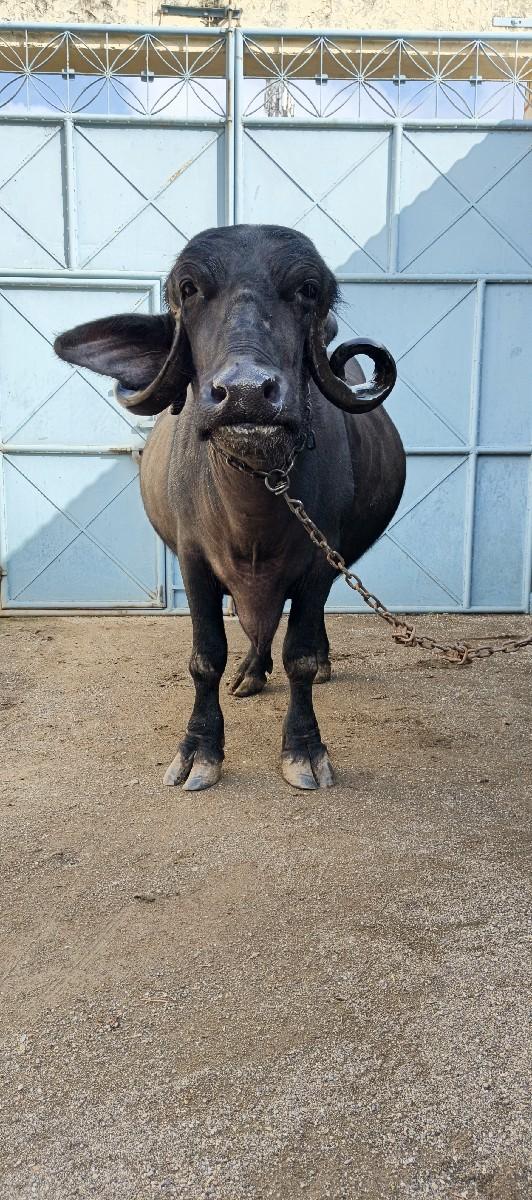 થંબનેલ 2