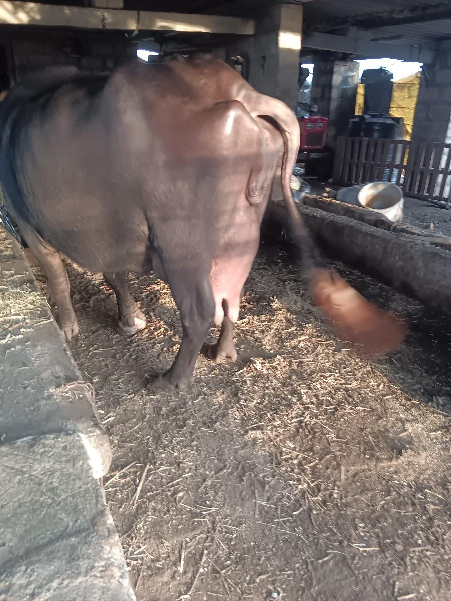 ભેંશ વેચવાની છે