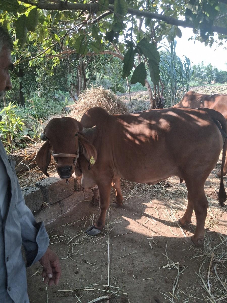 થંબનેલ 3