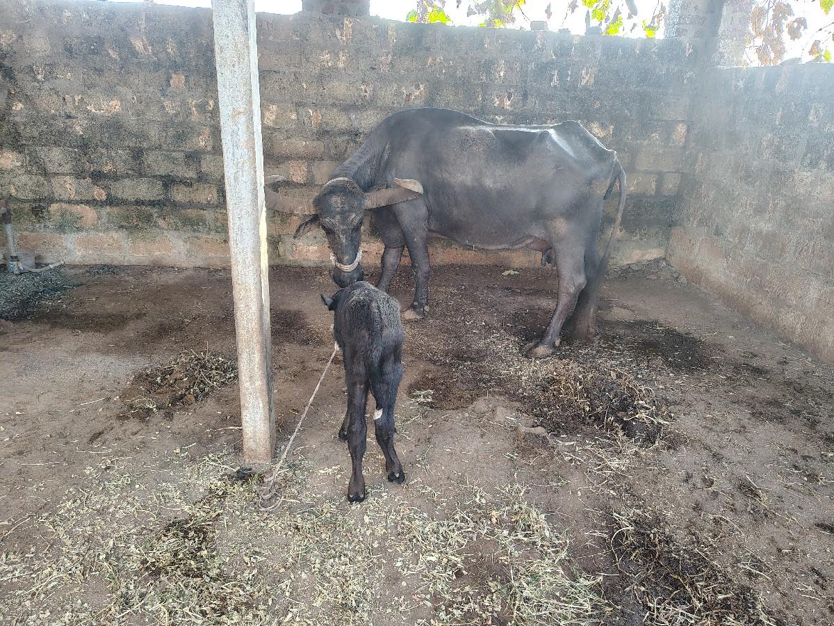 ભેંસ 
૮ દિવસ ની વયાનલ