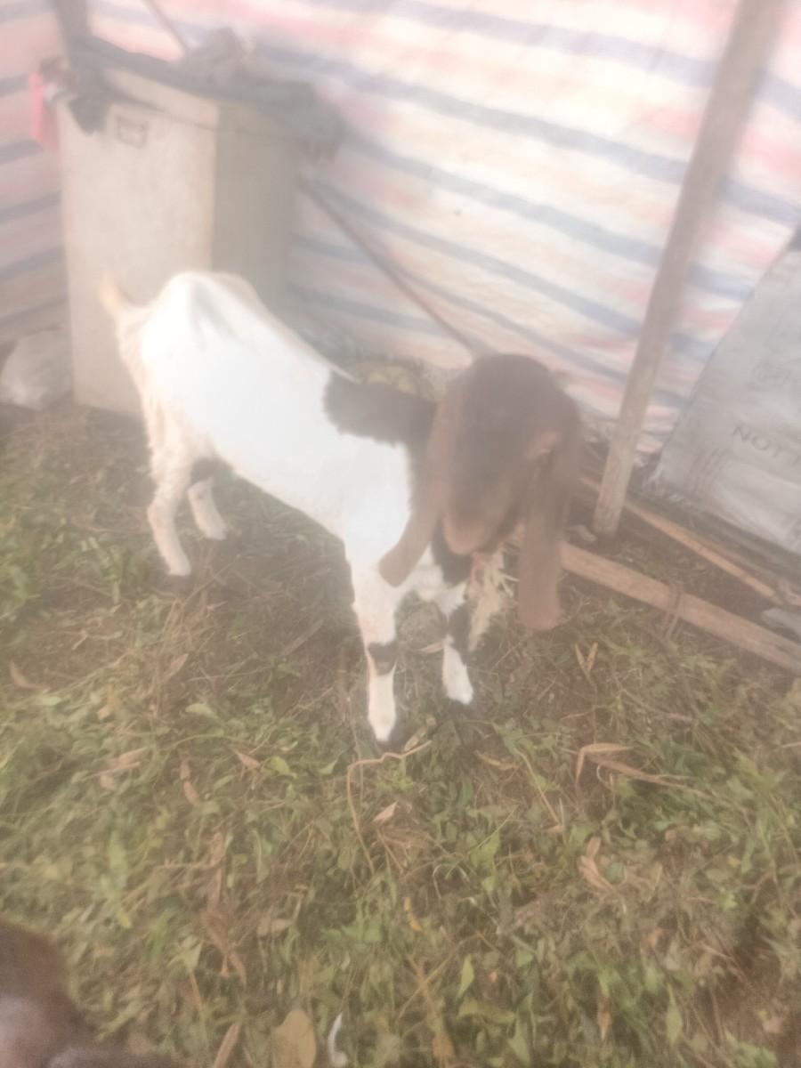 તોતાપુરી બકરી વૈશવાની સે