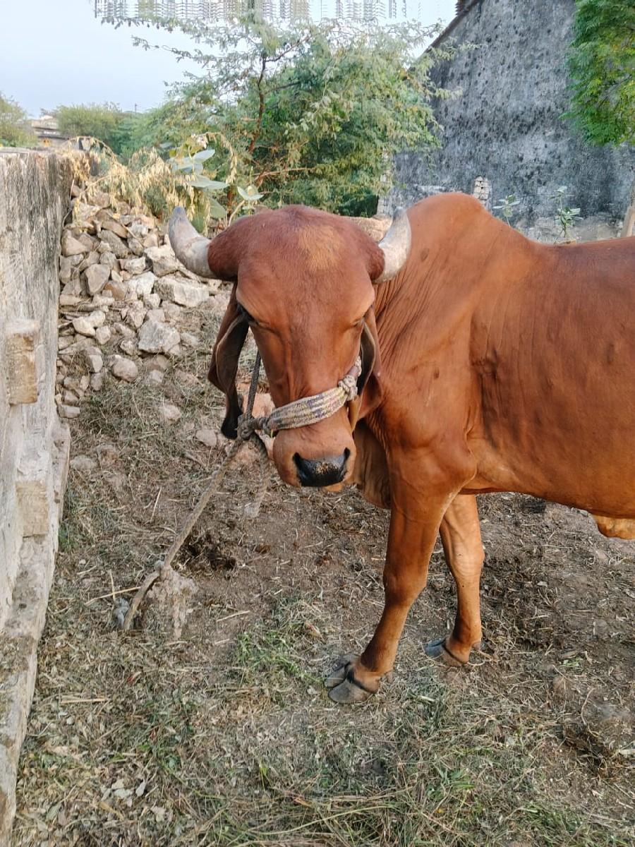 ગાય વેચવાની છે