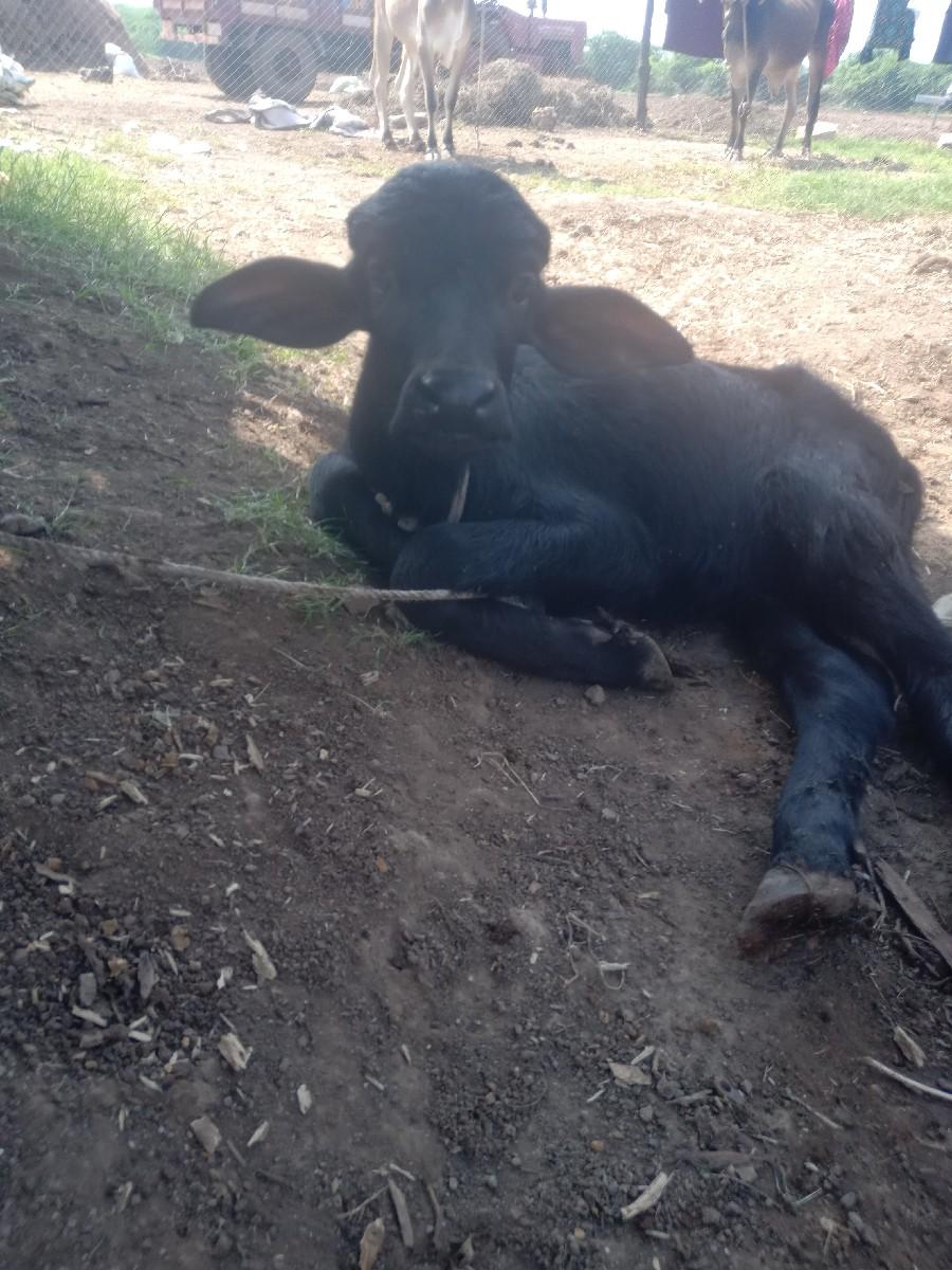 થંબનેલ 3