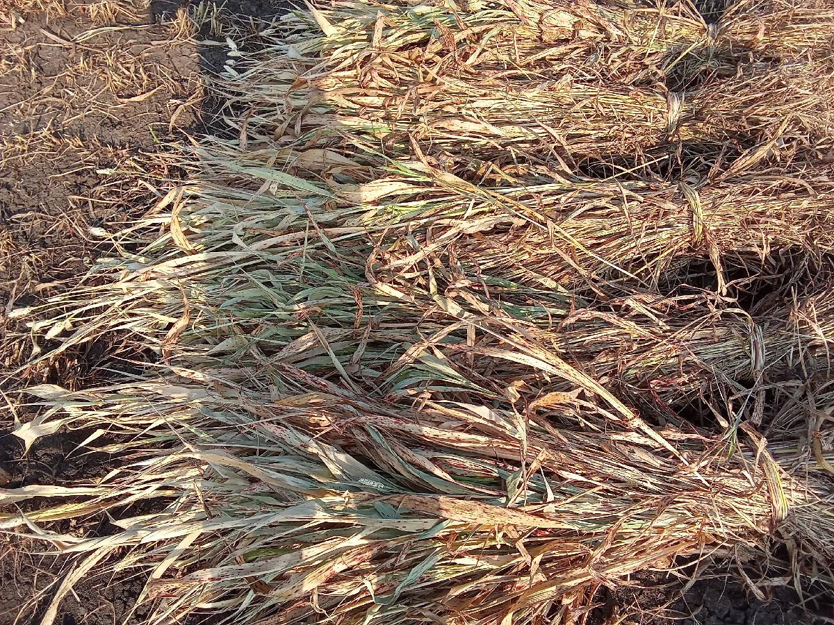 સૂકો સારો વેસવાનો સે