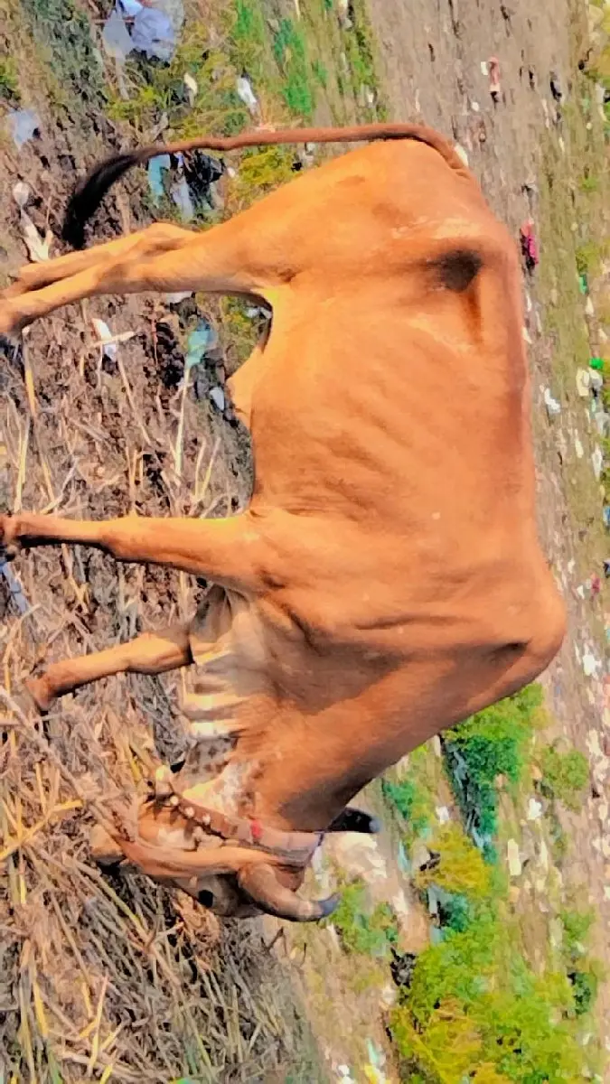 થંબનેલ 2