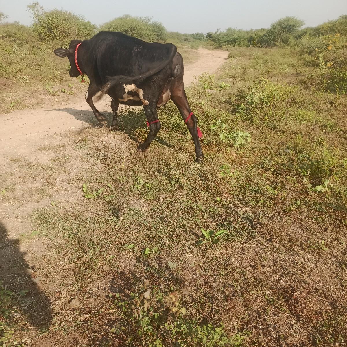 થંબનેલ 3