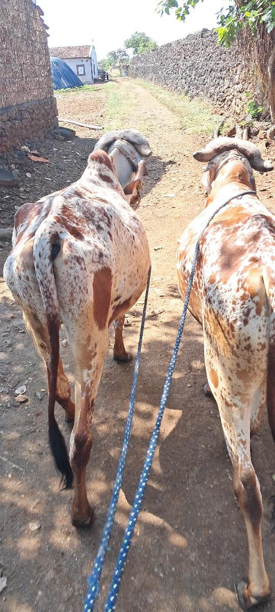 કાબરા  ગૉધલા વેચવાના છે