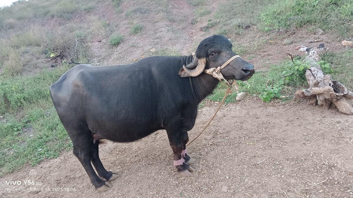 થંબનેલ 3