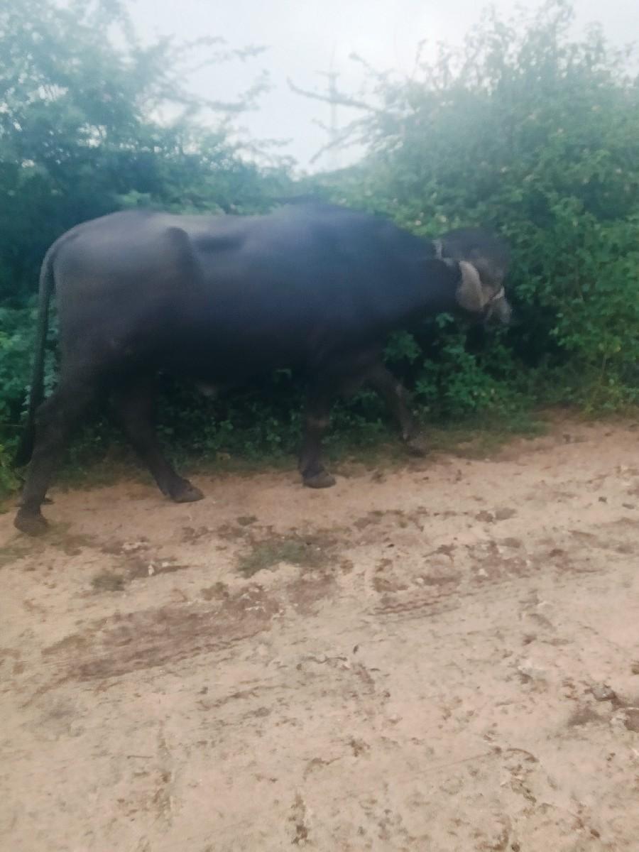 થંબનેલ 2