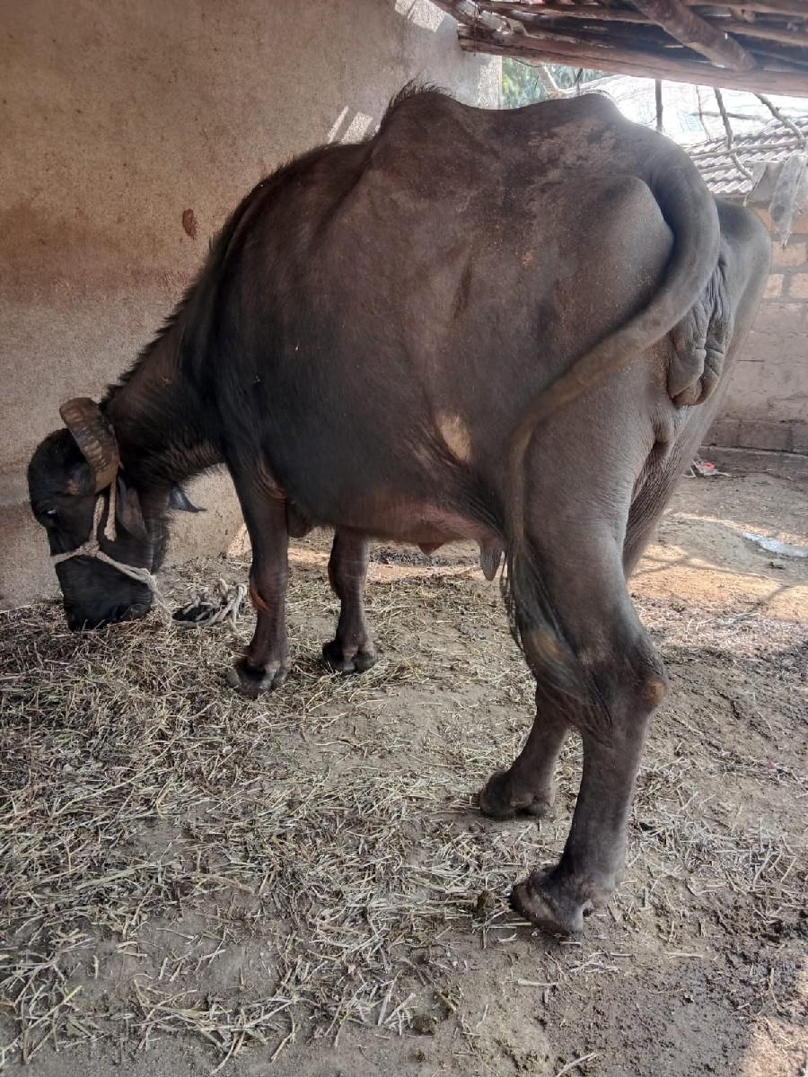 ભેસ વેચવા ની છે