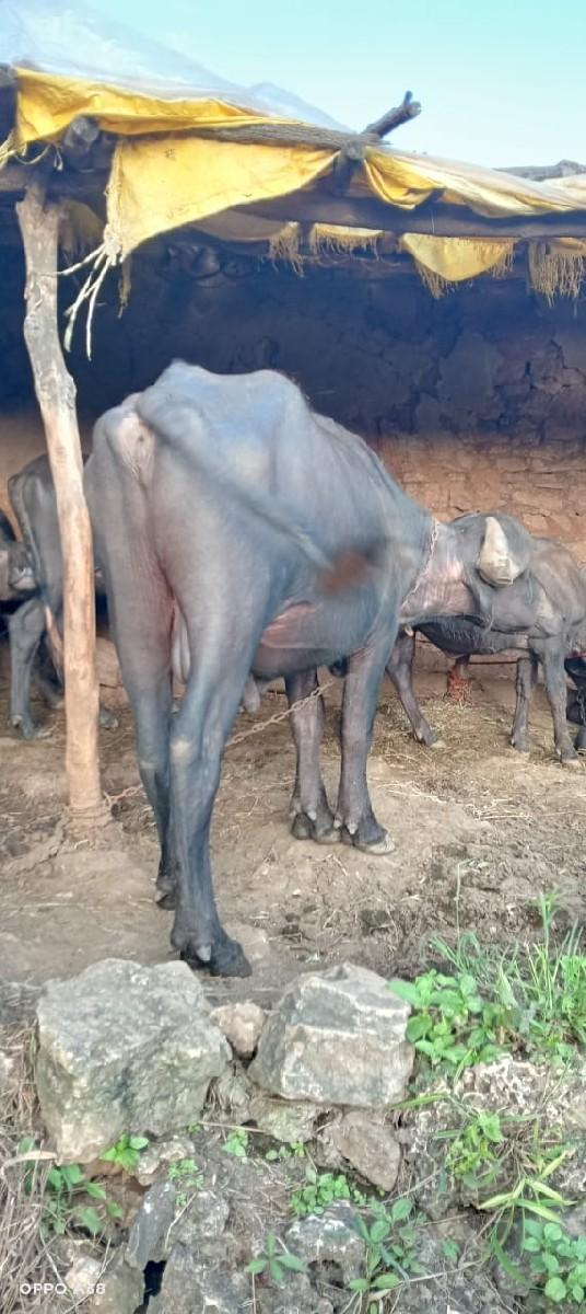 થંબનેલ 2