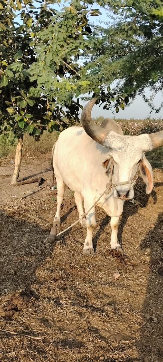 બળદ વેચવાના છે