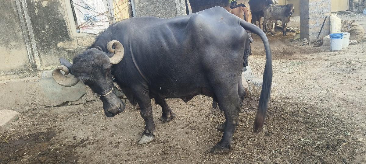 થંબનેલ 2