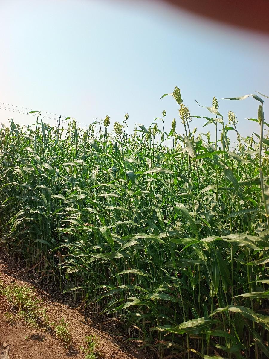 લીલી ગુંધરી