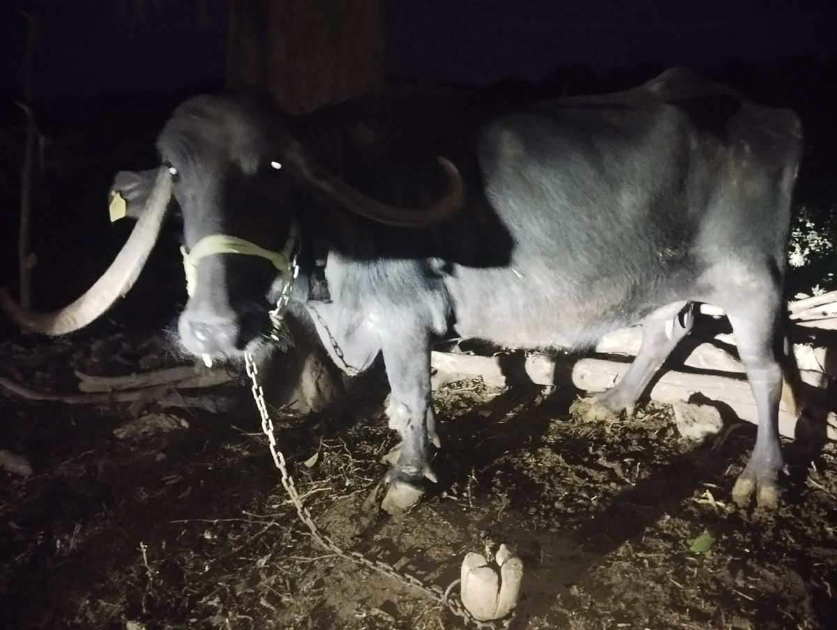 થંબનેલ 2