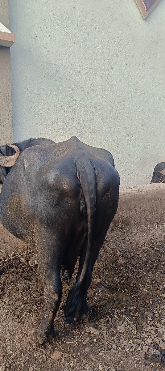 થંબનેલ 3