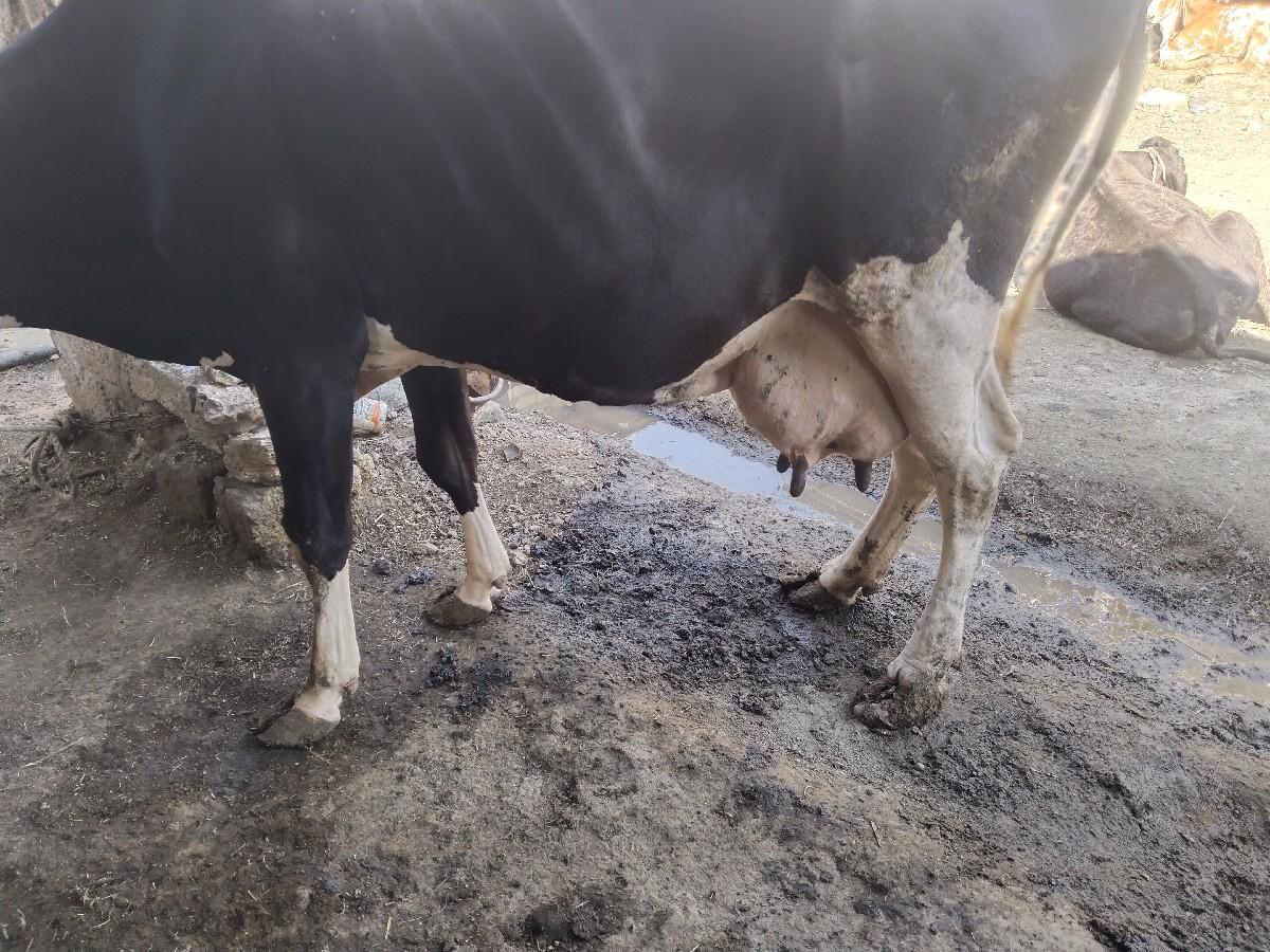 થંબનેલ 2