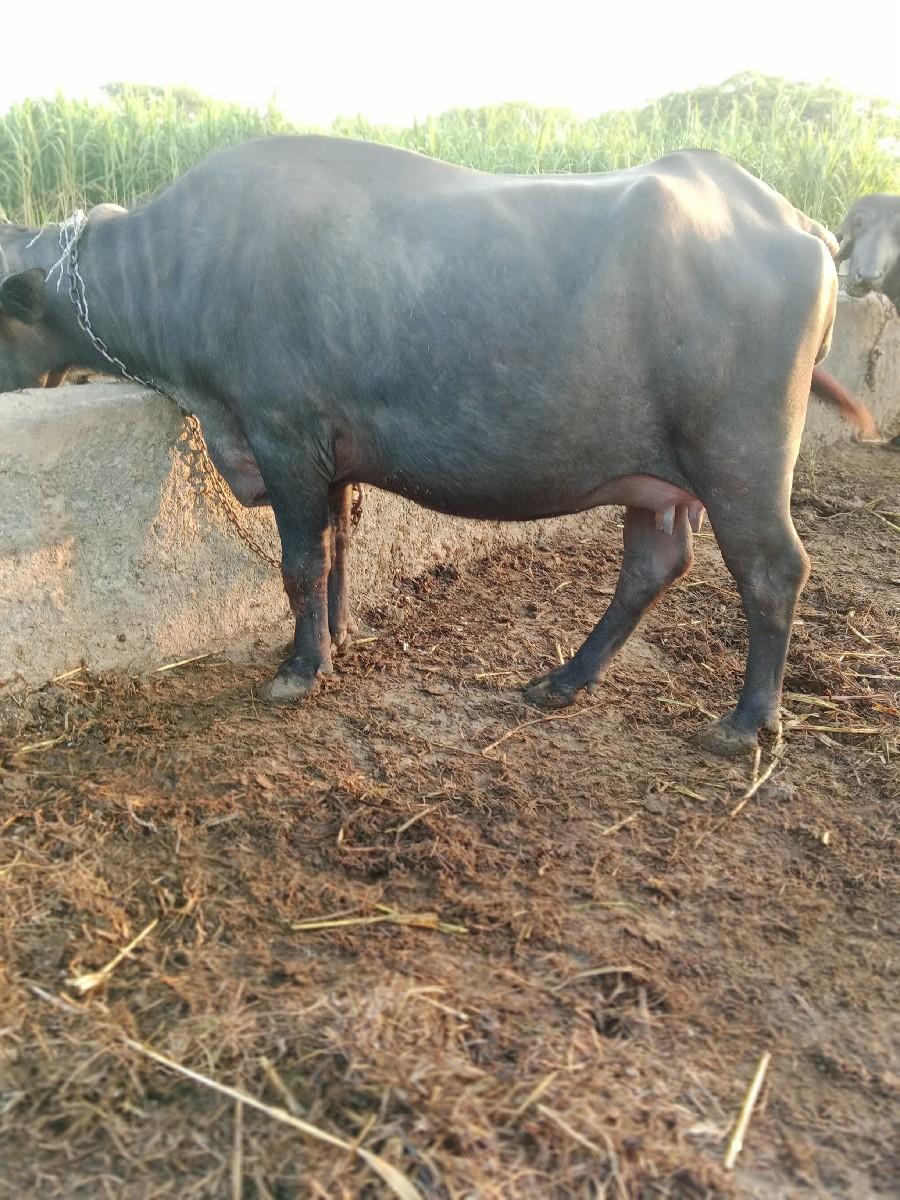 થંબનેલ 3