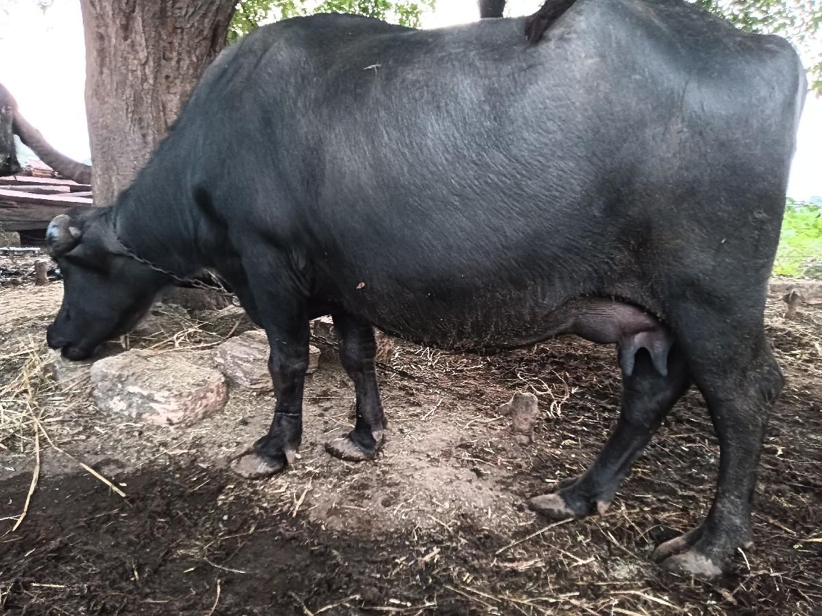 ભેસ આપવાની છે.