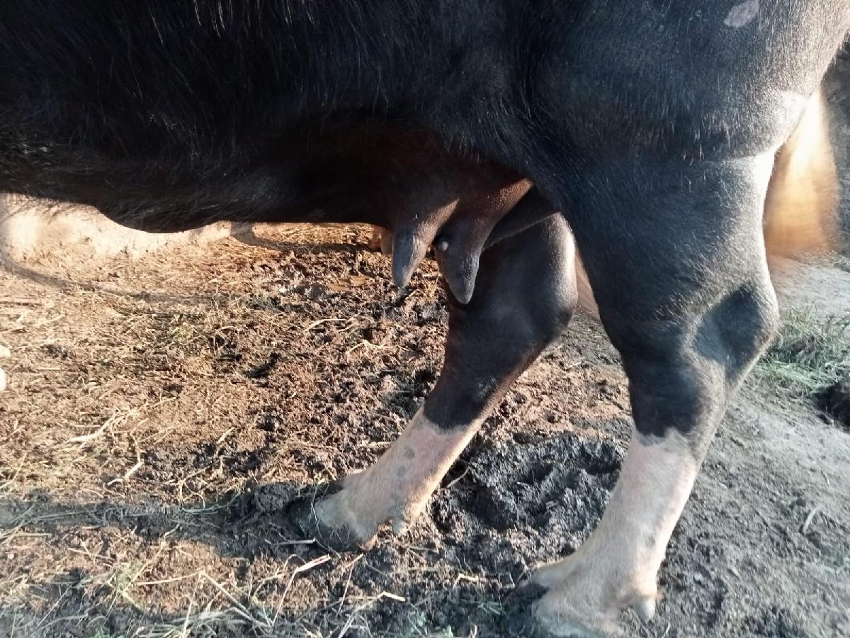 થંબનેલ 2